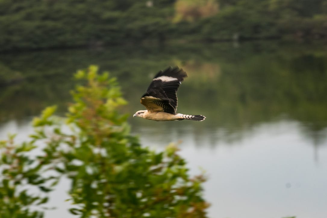 benefícios observação de pássaros crianças