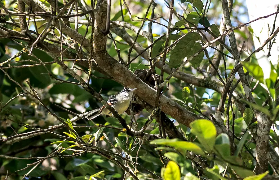 Benefícios de ter um hobby de observação de pássaros com filhos