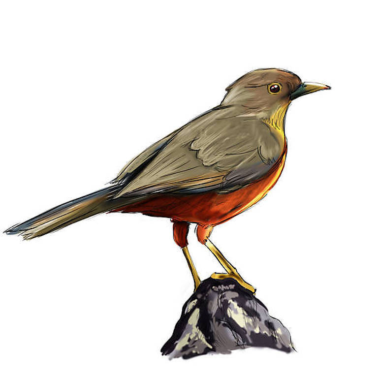 importância birdwatching infantil