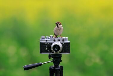 Benefícios de ter um hobby de observação de pássaros com filhos