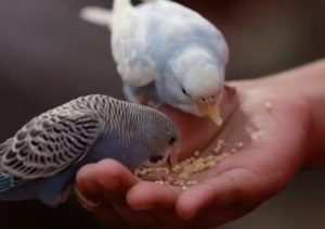 benefícios observação de pássaros crianças