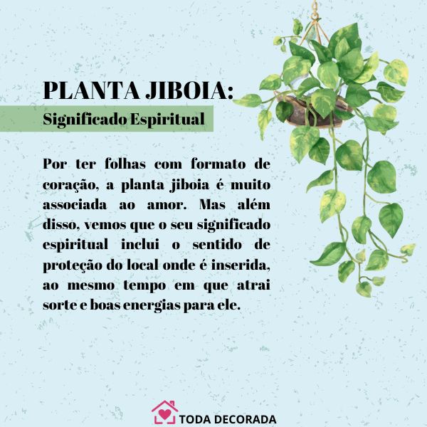 Benefícios de ter uma planta Jiboia no estilo de vida