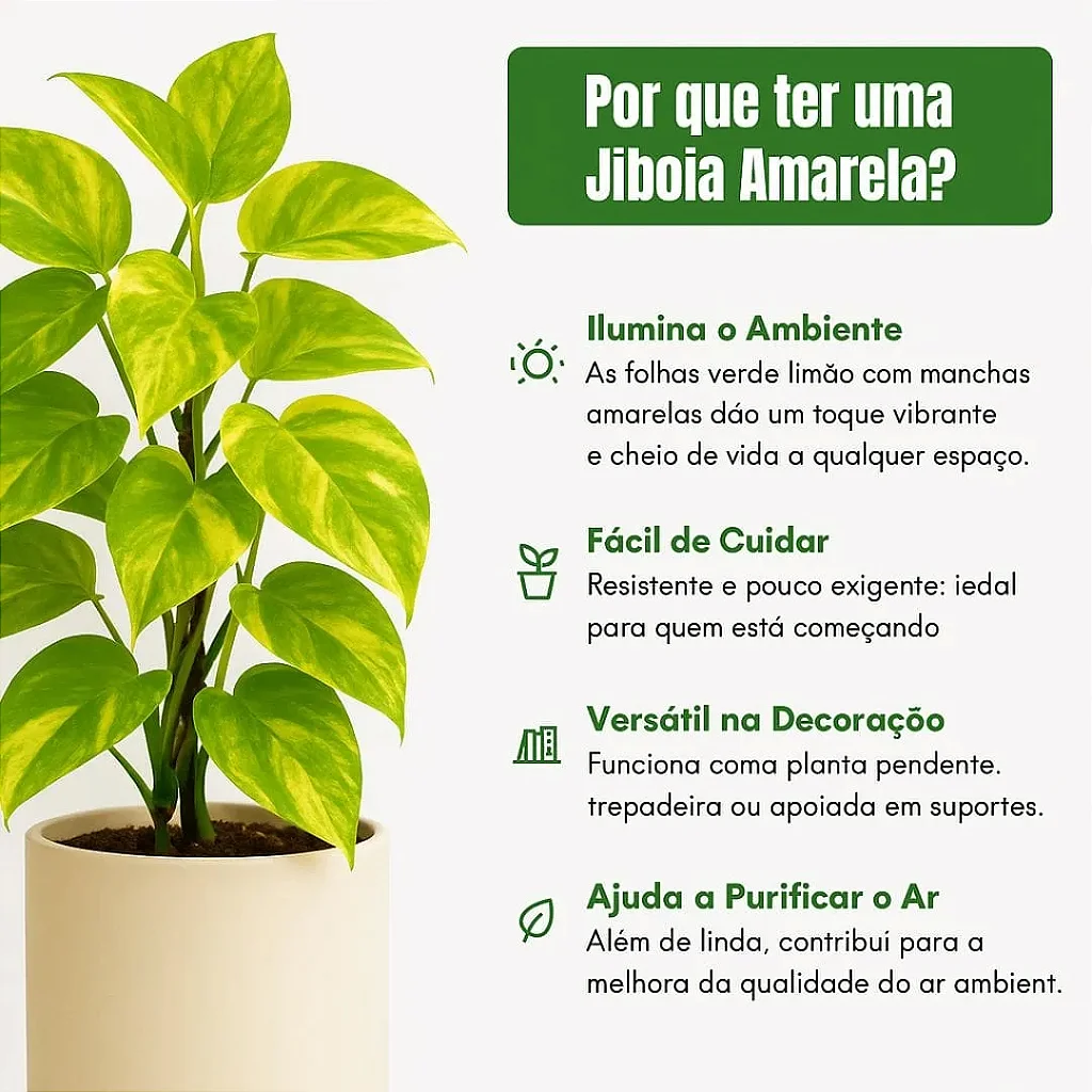 Além da Beleza: O Poder da Jiboia na Purificação do Ar da Sua Casa