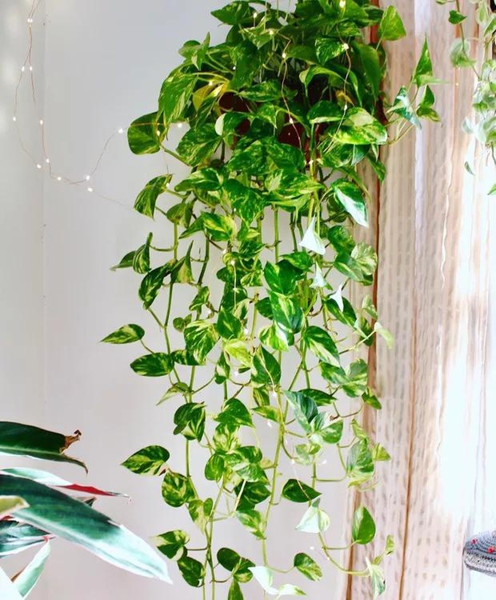 Jiboia: Uma Planta Versátil para Todos os Estilos de Vida (e Bolsos)