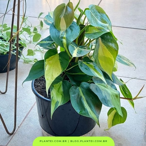 Mitos e Verdades sobre a Jiboia: É Realmente Tóxica para Animais de Estimação?