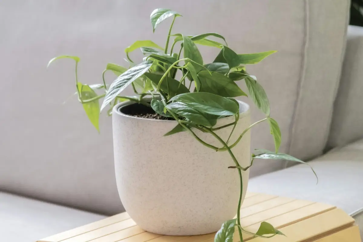 Benefícios de ter uma planta Jiboia no estilo de vida