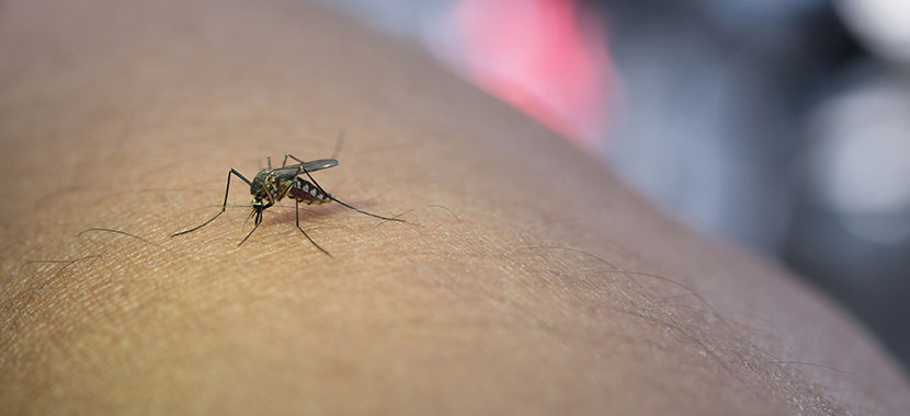 Cuidados Essenciais para Evitar Picadas de Pernilongos