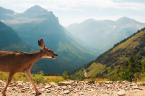 Como criar o hábito de ouvir sons da natureza para dormir