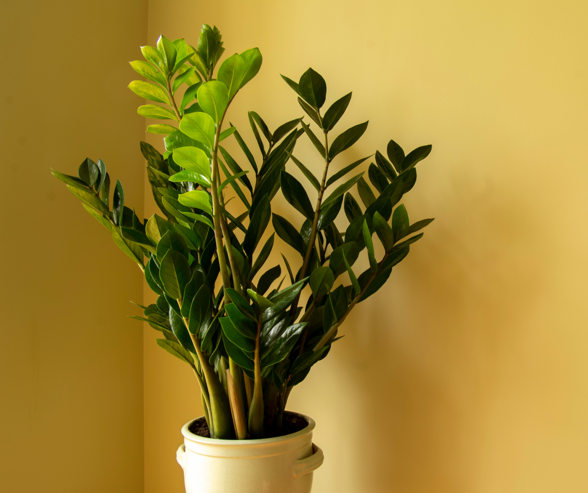 Como escolher plantas que não precisam de muita água