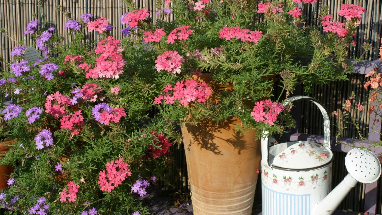 5 plantas de interior que sobrevivem com pouca luz e água