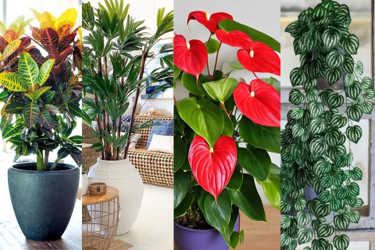 Como escolher plantas que não precisam de muita água