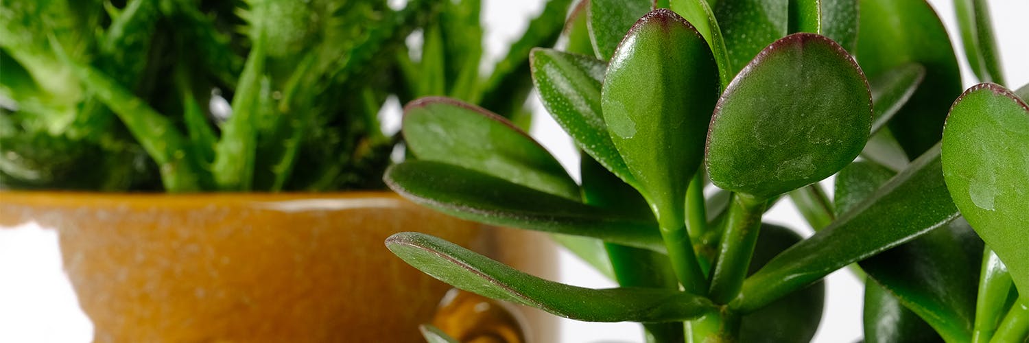 Como escolher o vaso ideal para plantas de pouca rega