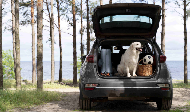 Como organizar o porta-malas para uma viagem de acampamento