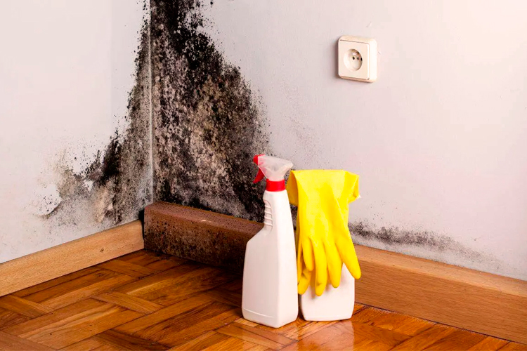 Dicas de Ventilação e Organização para Prevenir o Mofo em Ambientes Internos