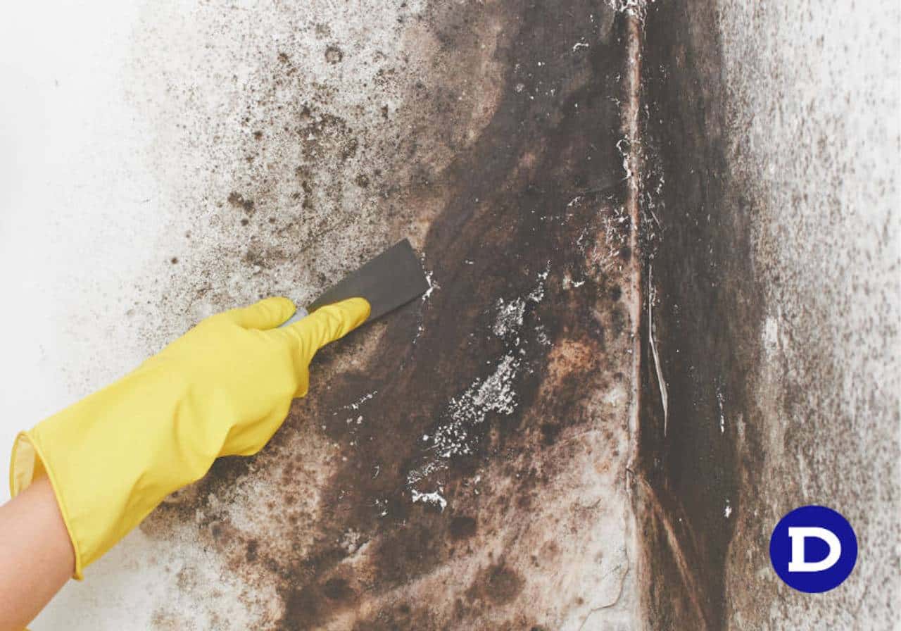 Receitas Caseiras Eficazes para Remover Mofo Superficial de Paredes
