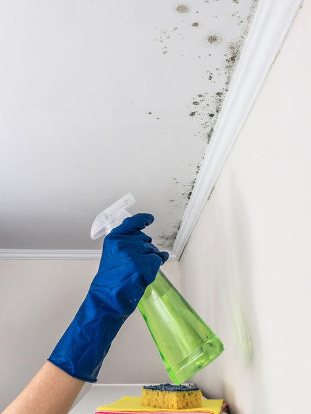 Dicas de Ventilação e Organização para Prevenir o Mofo em Ambientes Internos