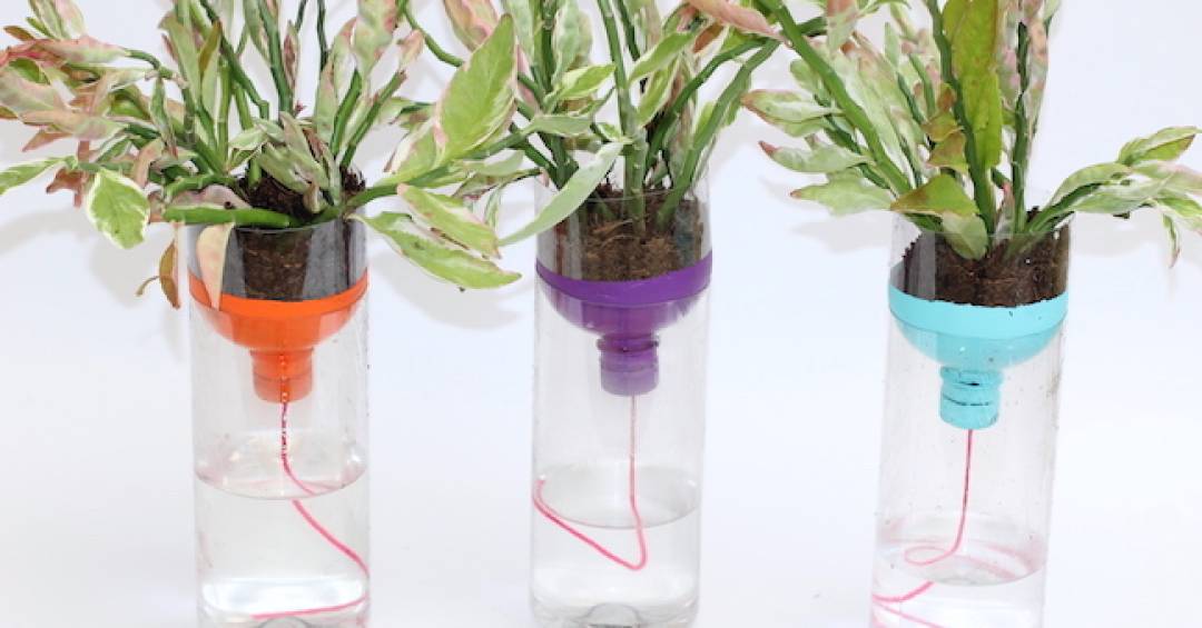 10 plantas que amam vasos autoirrigáveis e como cultivá-las