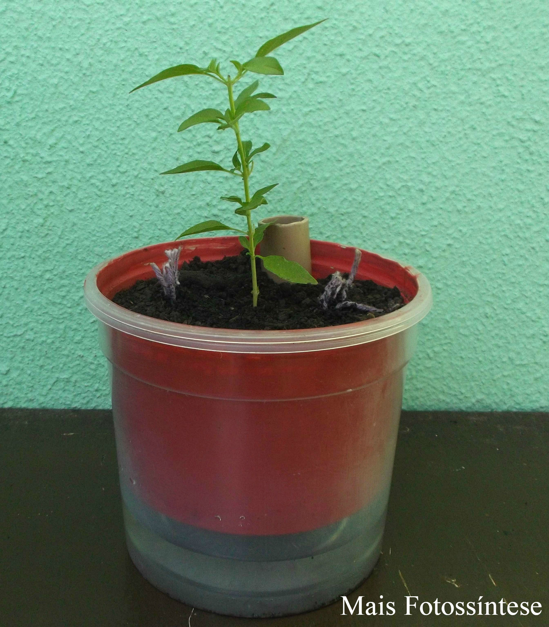 Guia completo: Como escolher o melhor vaso autoirrigável para sua casa