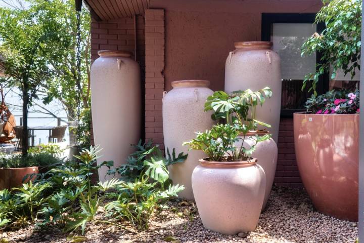 Plantas ideais para vasos de barro: cactos