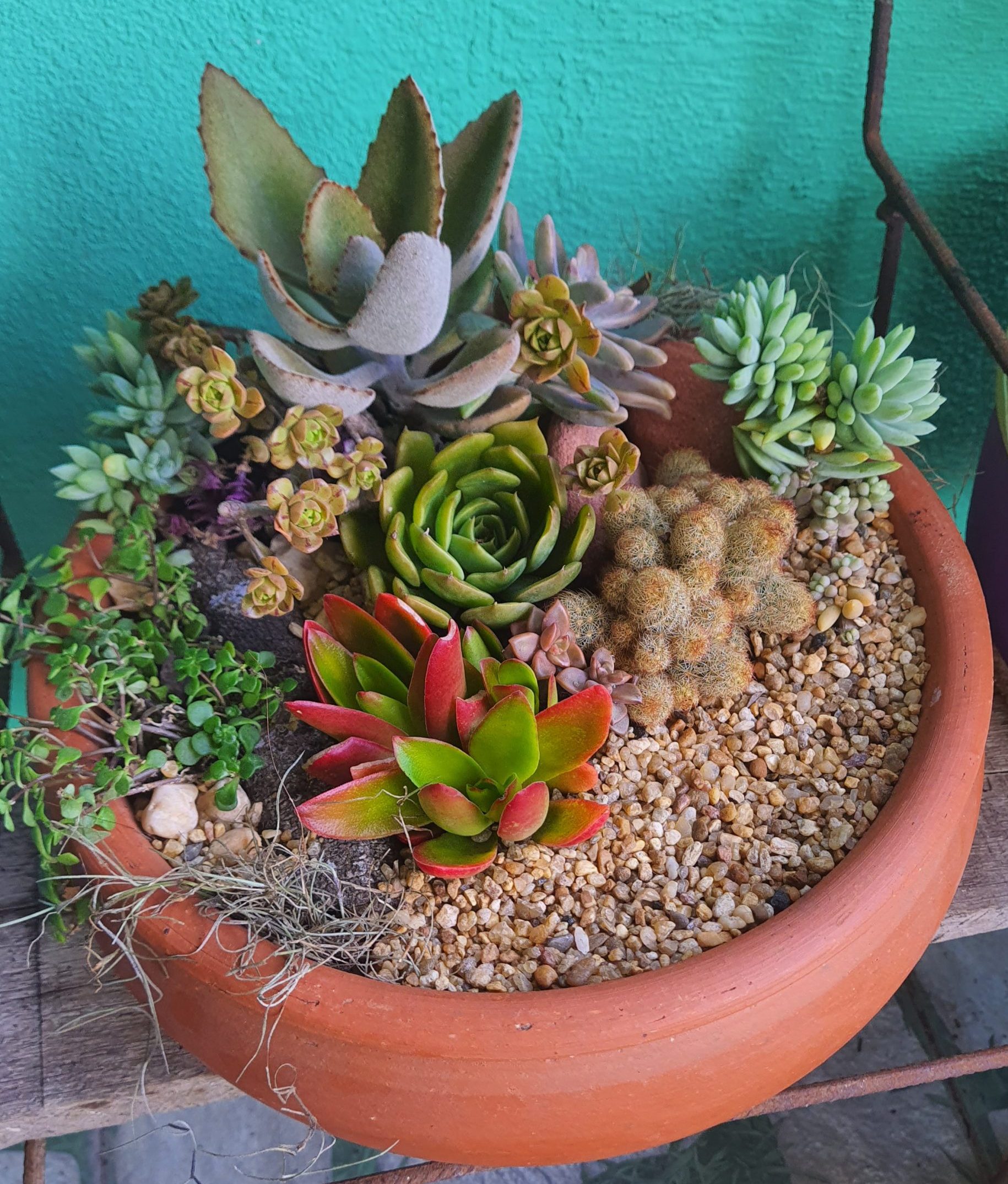 Decoração com cactos e suculentas em vasos de barro