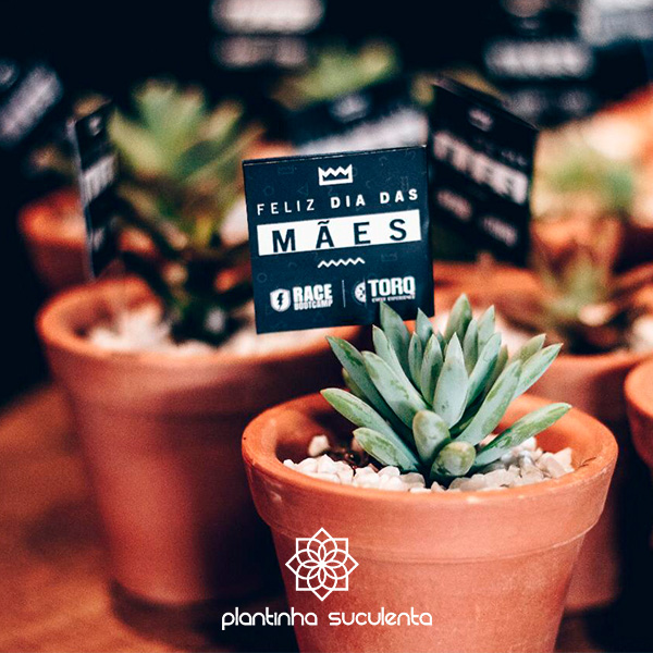 Decoração com cactos e suculentas em vasos de barro