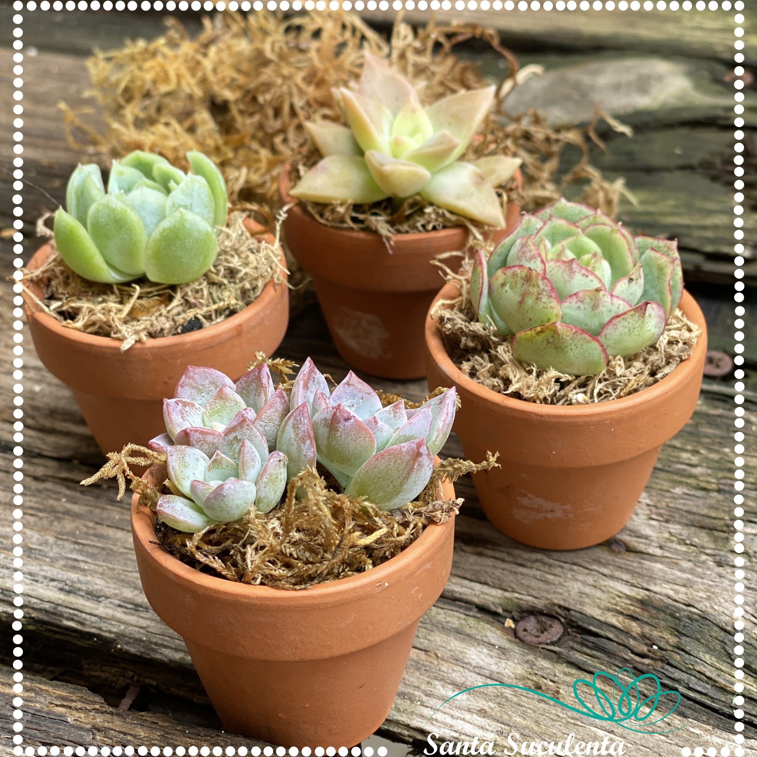 Decoração com cactos e suculentas em vasos de barro