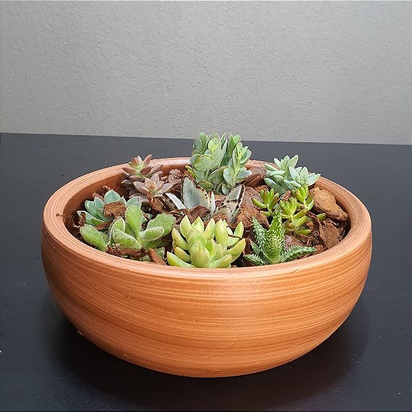 Dicas Essenciais de Cultivo para Cactos e Suculentas em Vasos de Barro