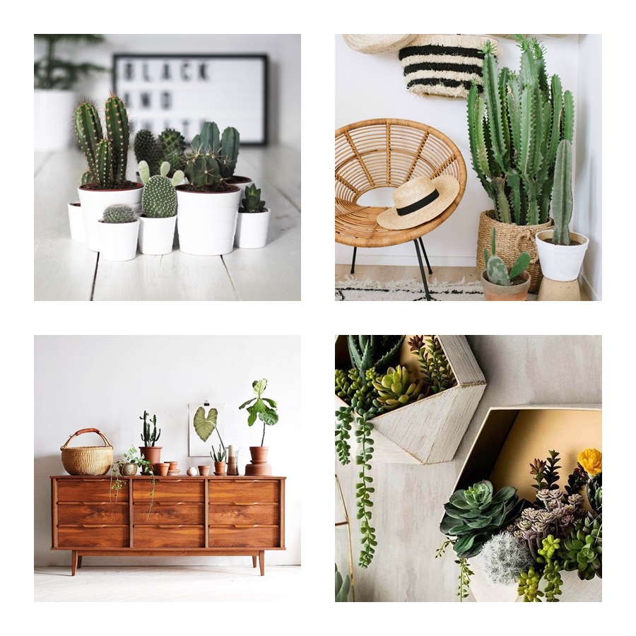 Decoração com cactos e suculentas em vasos de barro