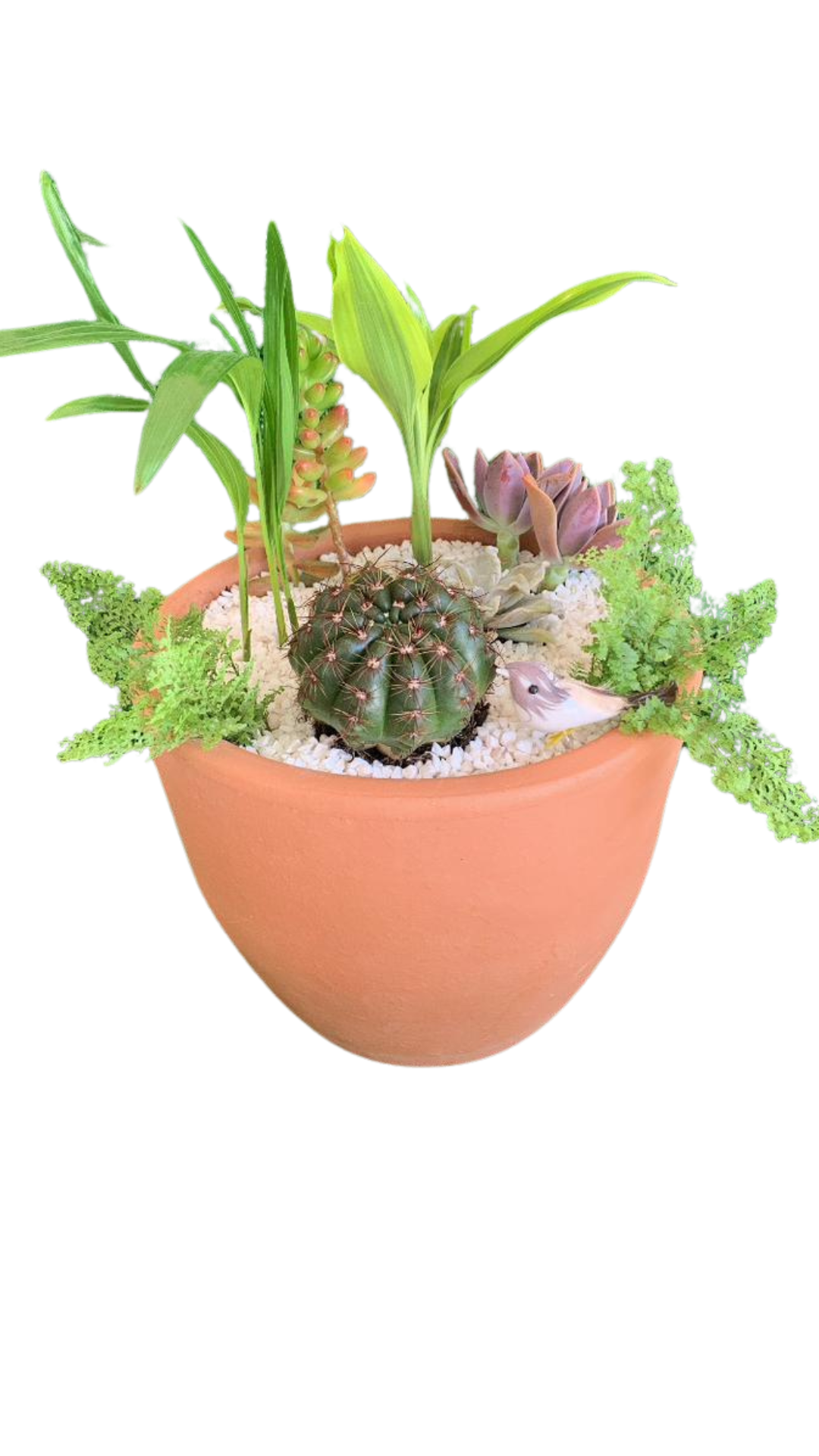 Dicas Essenciais de Cultivo para Cactos e Suculentas em Vasos de Barro