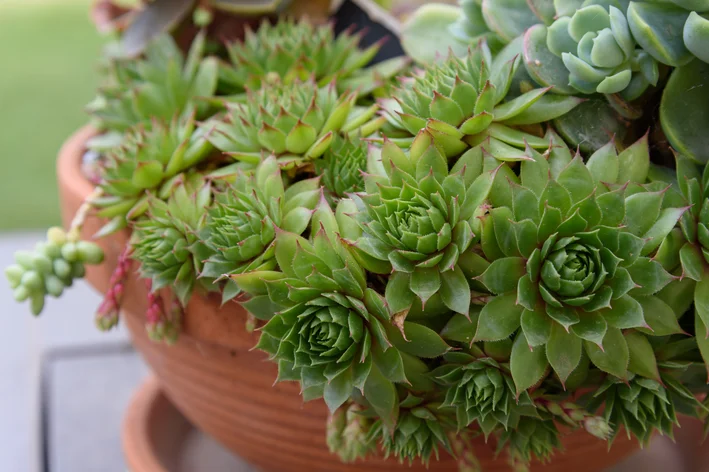 Decoração com cactos e suculentas em vasos de barro