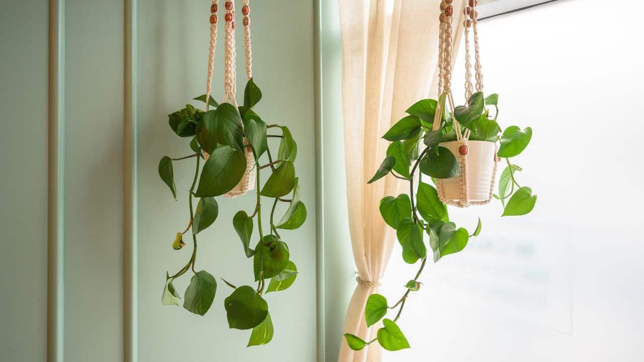 parede de plantas