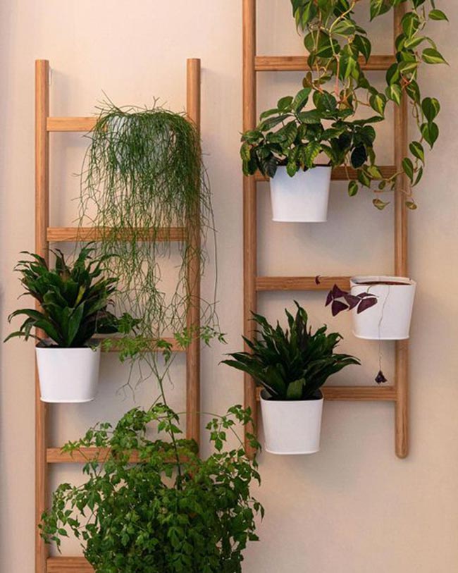 plantas para sol pleno na parede