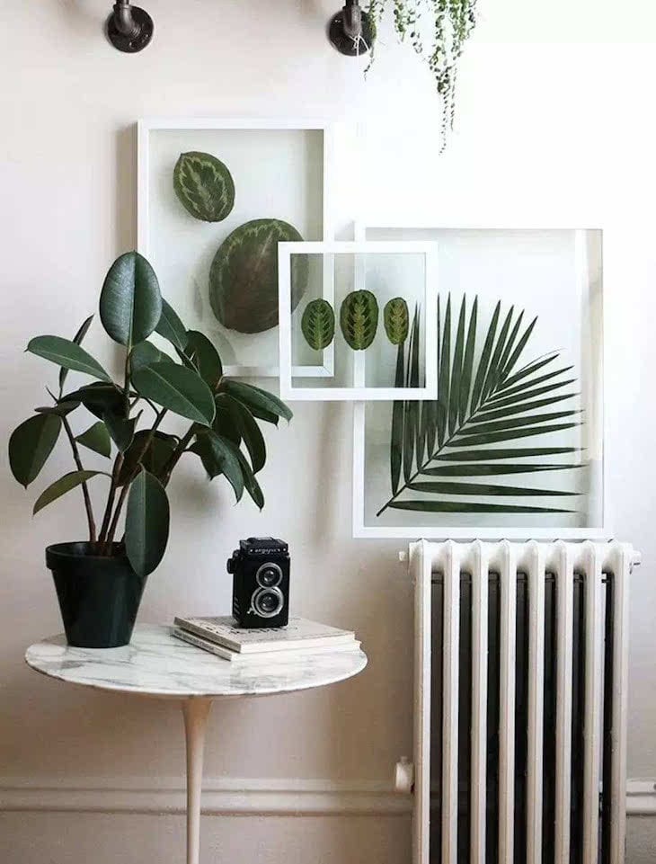 plantas preservadas na parede