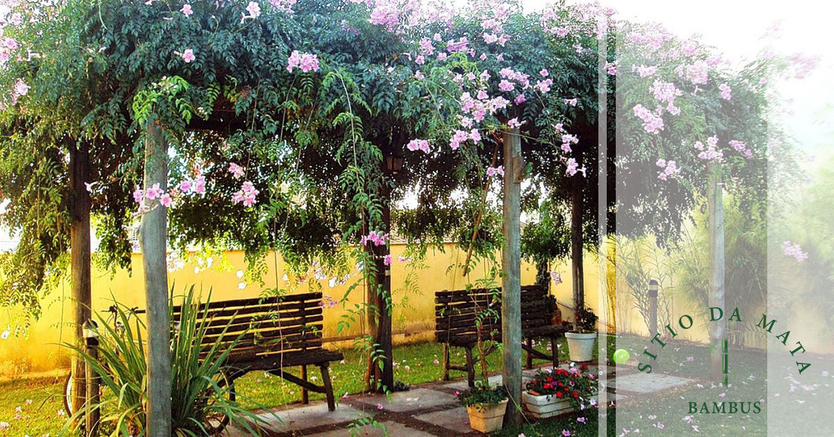 Decoração de pérgola com plantas trepadeiras