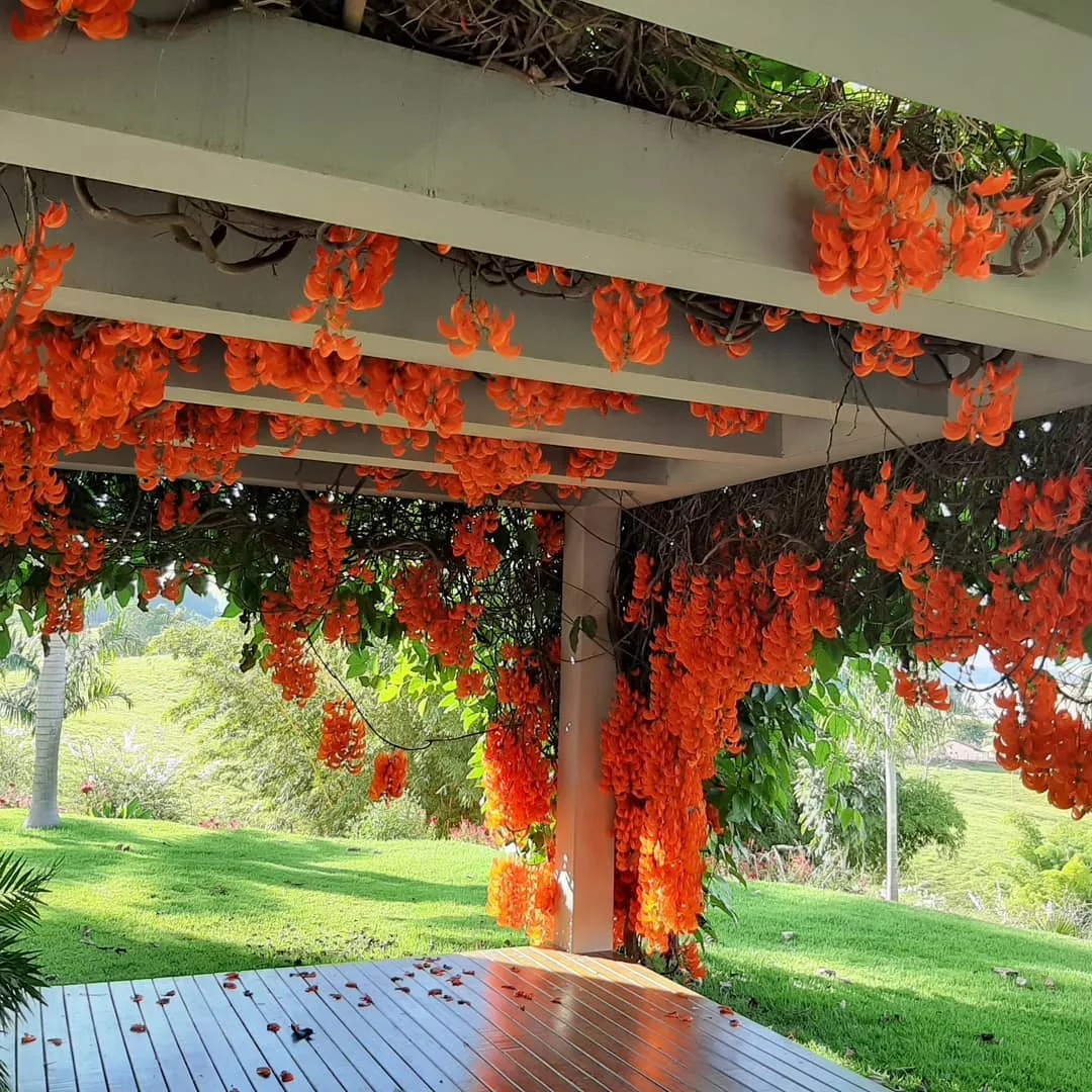 Decoração de pérgola com plantas trepadeiras