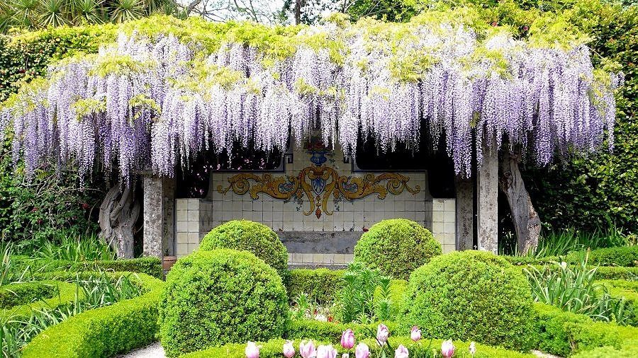 erros comuns ao escolher plantas para pérgola e como evitar