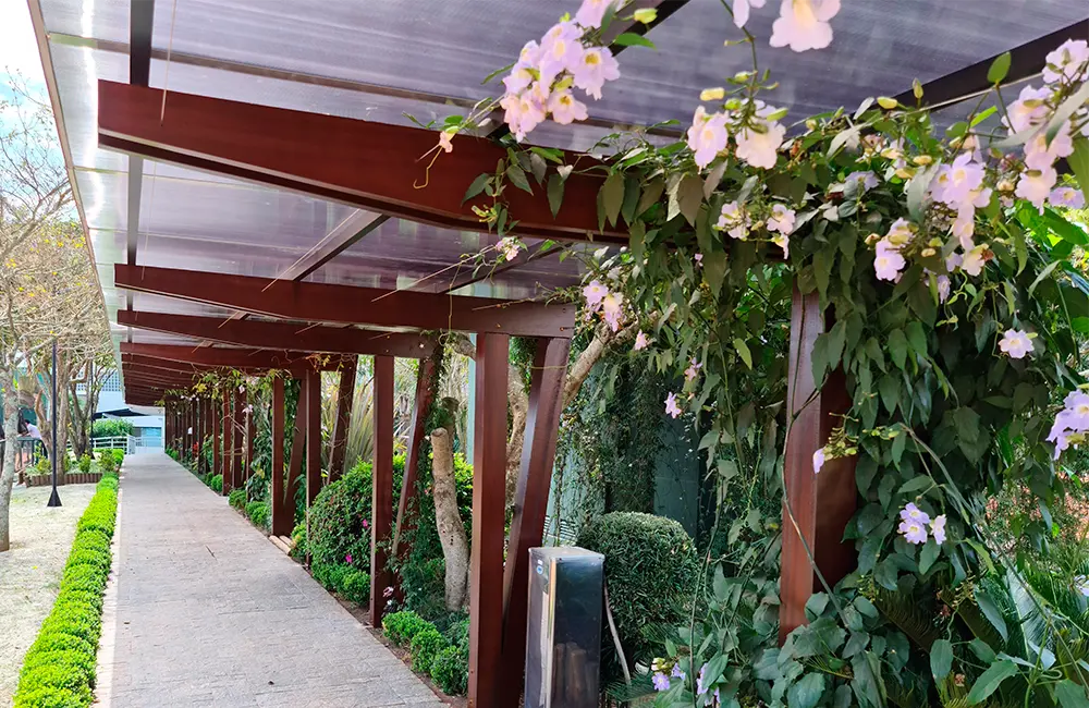 melhores plantas trepadeiras para pergolado com flores o ano todo