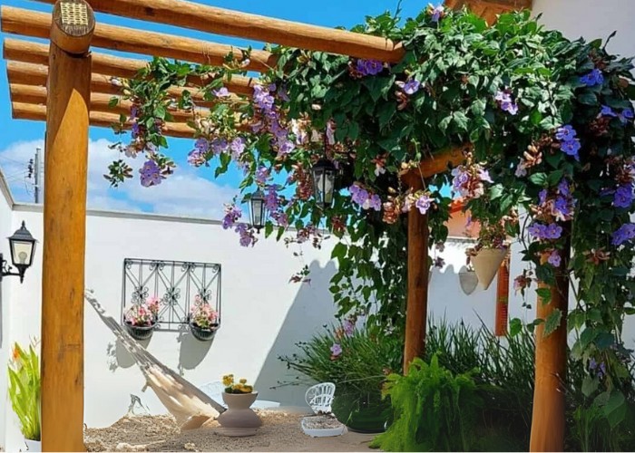 primavera vs tumbérgia qual a melhor trepadeira para pergolado