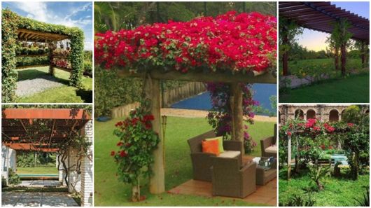 custo para decorar pergolado com plantas trepadeiras orçamento