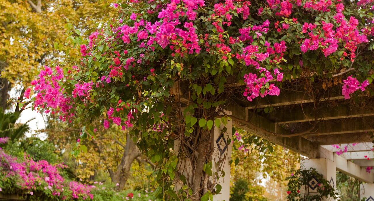 melhores plantas trepadeiras para pergolado com flores o ano todo