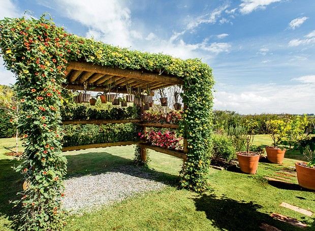 erros comuns ao escolher plantas para pérgola e como evitar