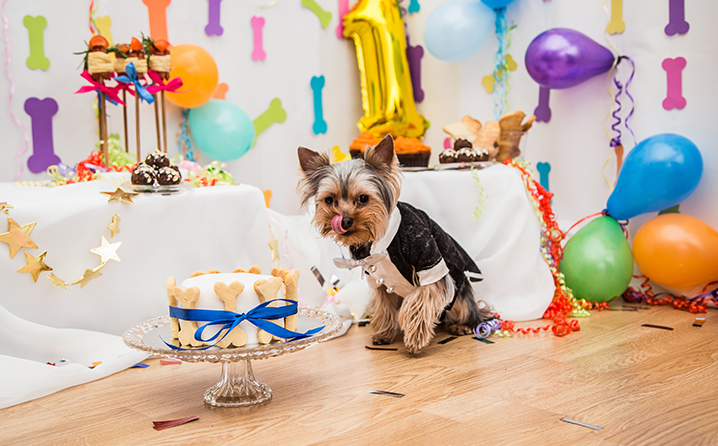 10 ideias criativas decoração festa cachorro simples