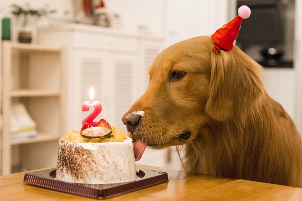 10 ideias criativas decoração festa cachorro simples