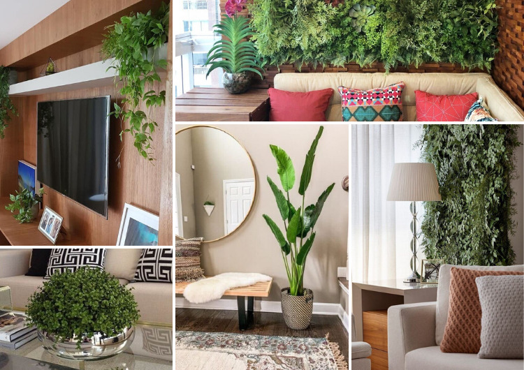 plantas fáceis de cuidar para sala