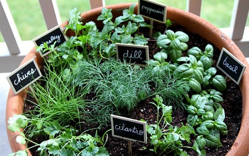 Receitas fáceis com temperos da horta para crianças