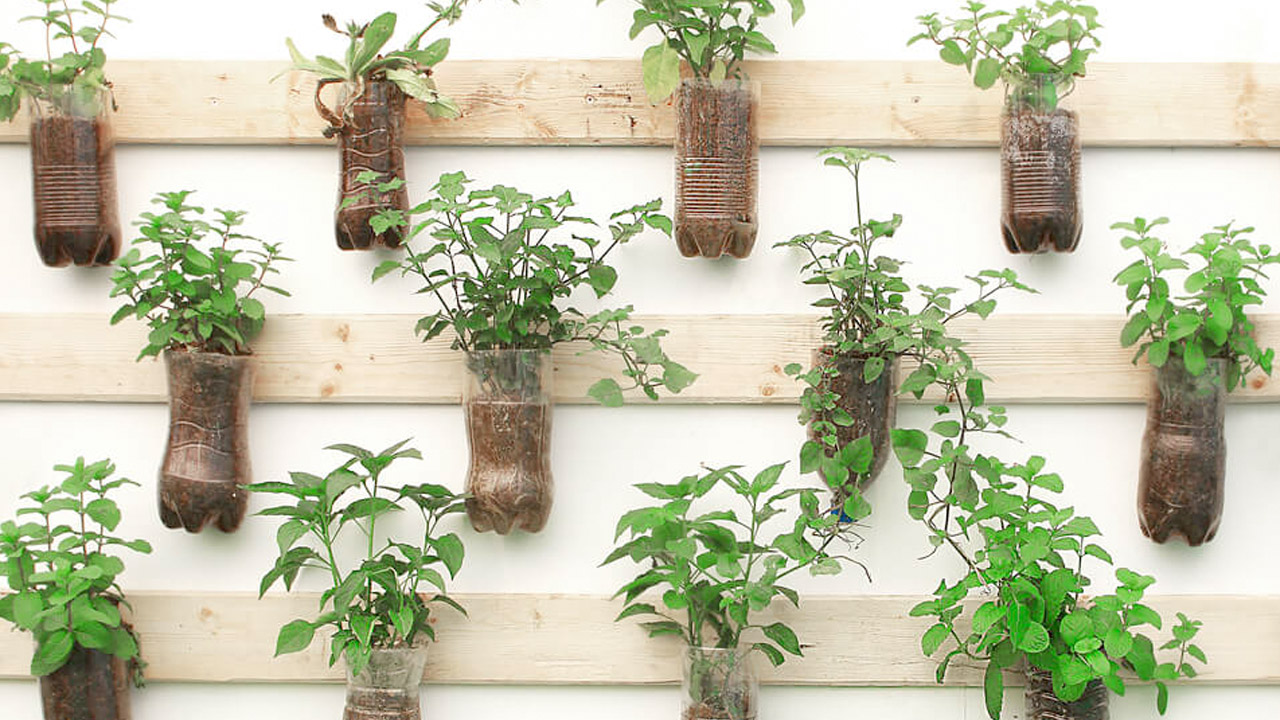 Como escolher os melhores temperos para iniciantes na jardinagem