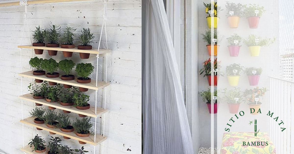 plantar temperos em vasos passo a passo