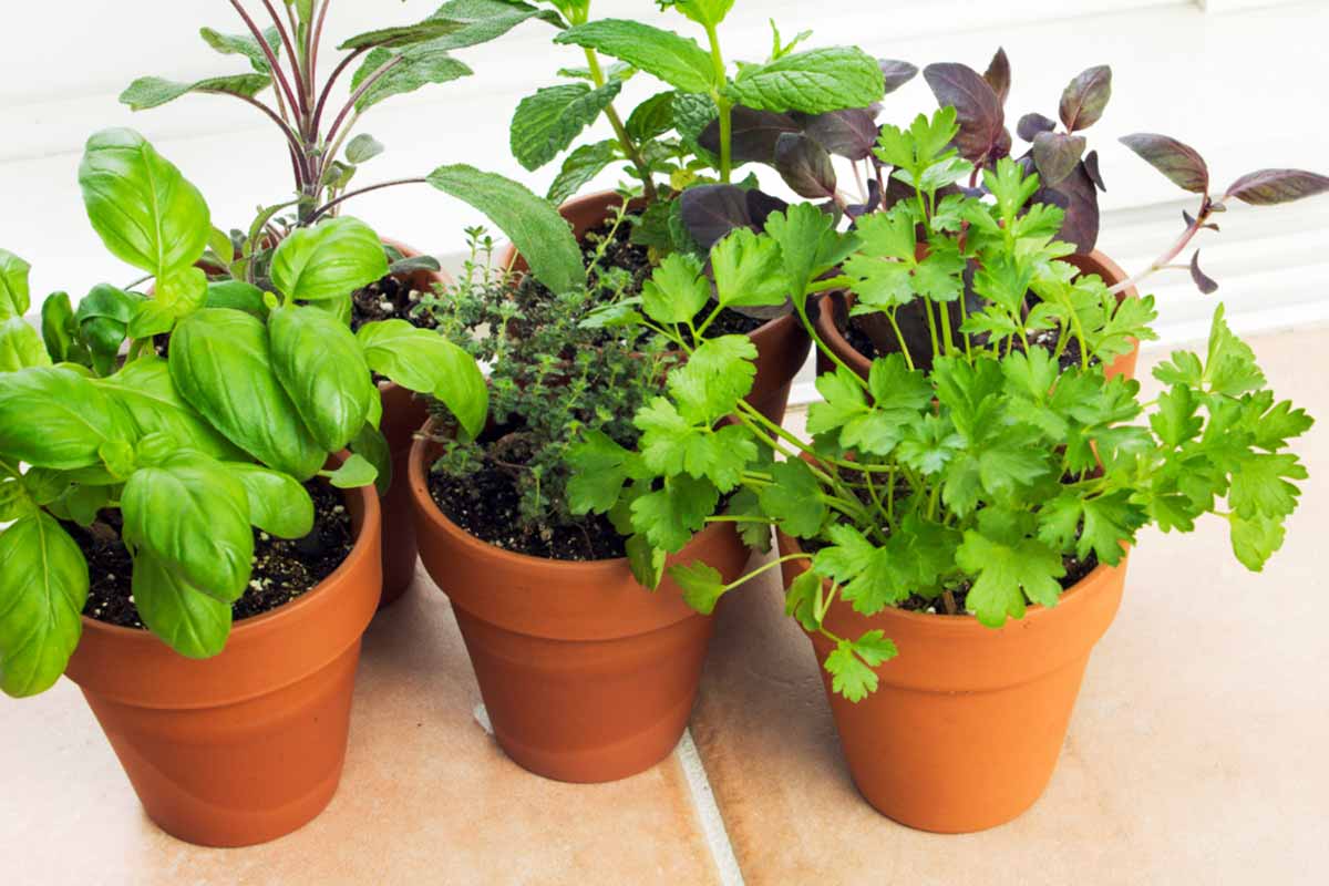 horta de temperos para apartamento pequeno