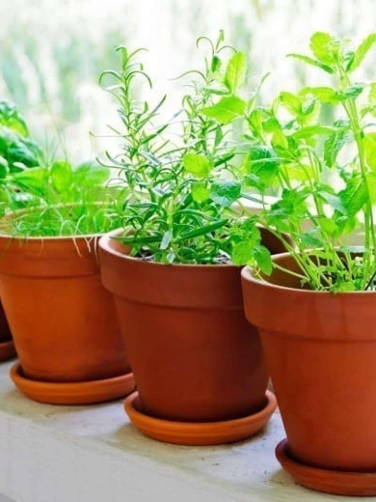 Dicas para montar uma horta de temperos em vasos