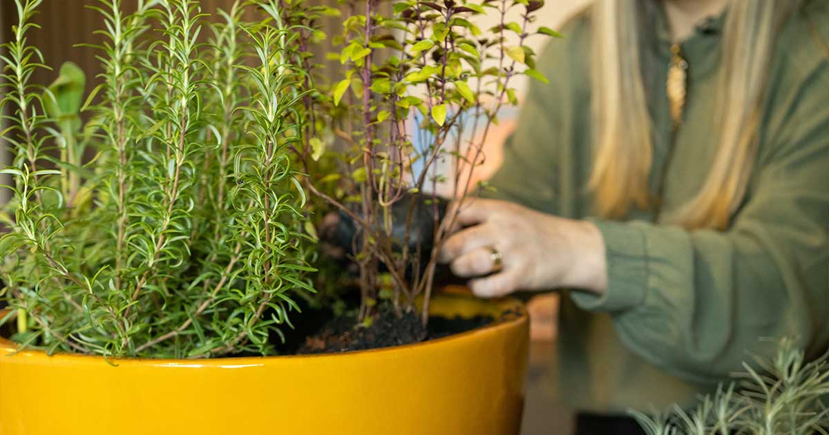 como fazer horta de temperos em vaso